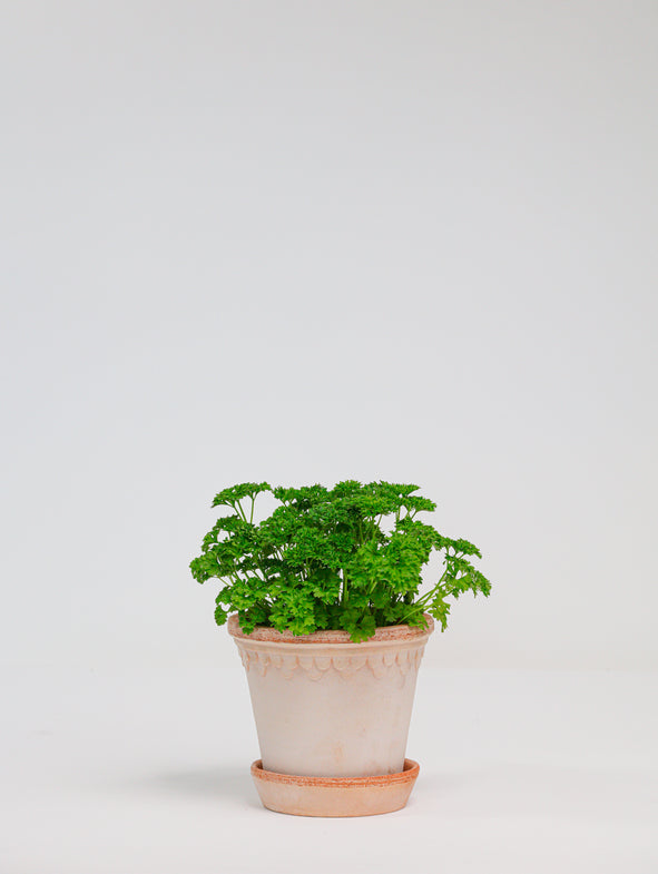 Parsley